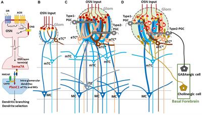 Circuit formation and sensory perception in the mouse olfactory system